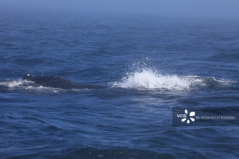 座头鲸图片素材