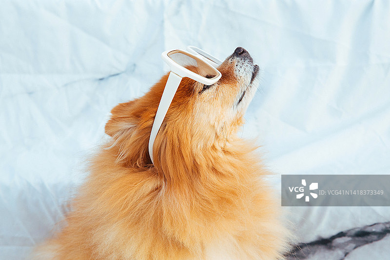 时尚狗狗：可爱的博美犬图片素材