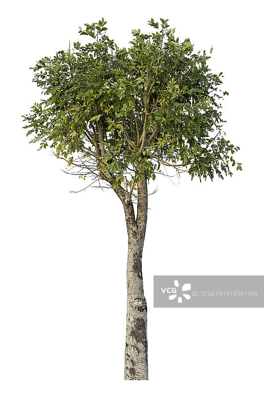 白色背景下的绿色树木图片素材