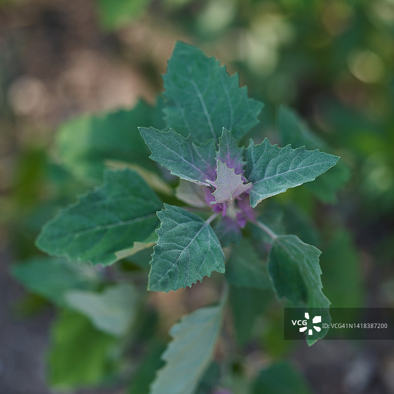 灰灰菜图片素材