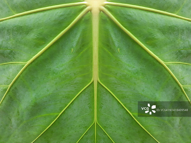 绿色叶子-自然图案图片素材