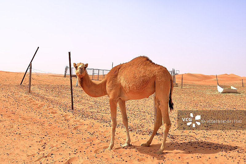 阿曼瓦希巴沙漠中的骆驼图片素材