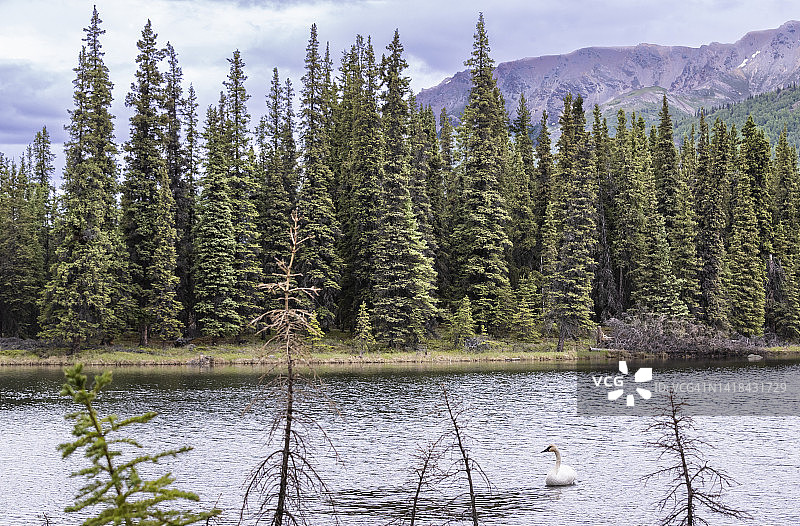 马蹄湖上的天鹅图片素材