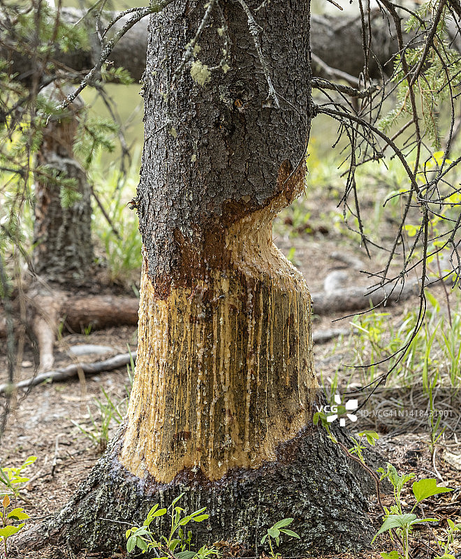 海狸破坏痕迹图片素材