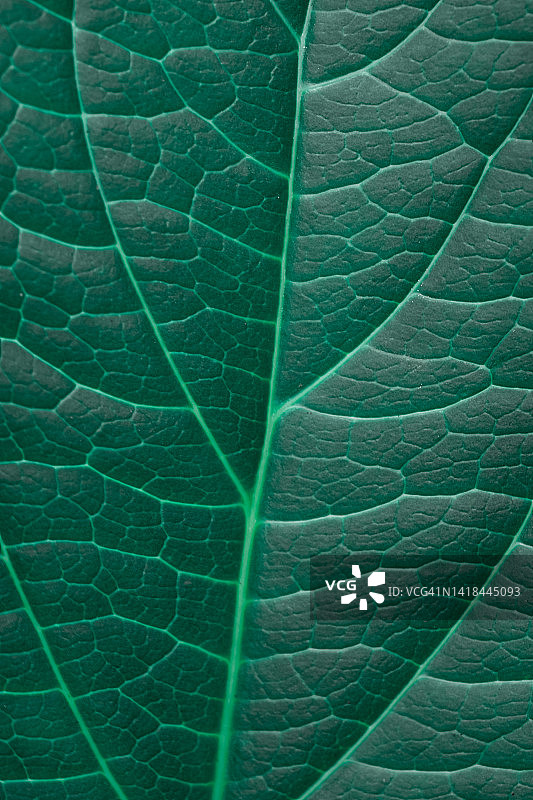 阳光明媚的公园里的植物绿叶图片素材