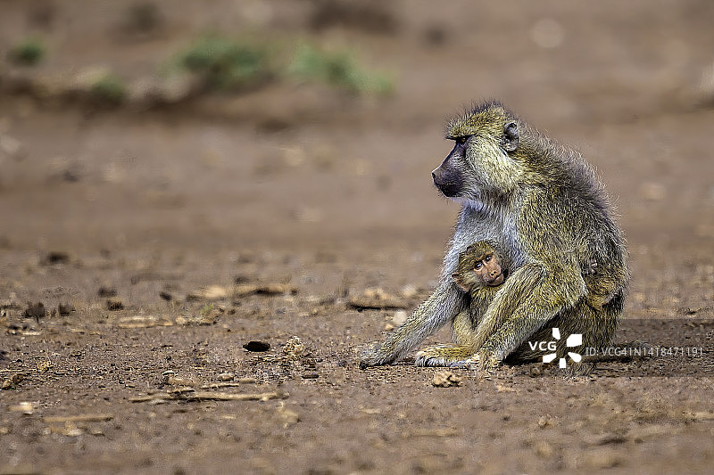 安博塞利国家公园里带着幼崽的黄色狒狒图片素材