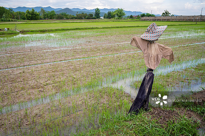 泰国乡村稻田里的稻草人图片素材