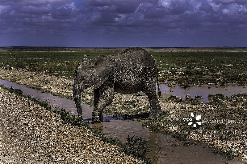 肯尼亚安博塞利国家公园的非洲象图片素材