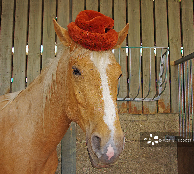 帕洛米诺马芬诺门金斯基图片素材