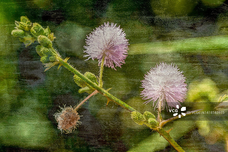 含羞草图片素材