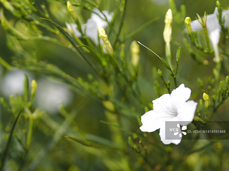 鸭嘴花：白色花朵在花园中绽放图片素材