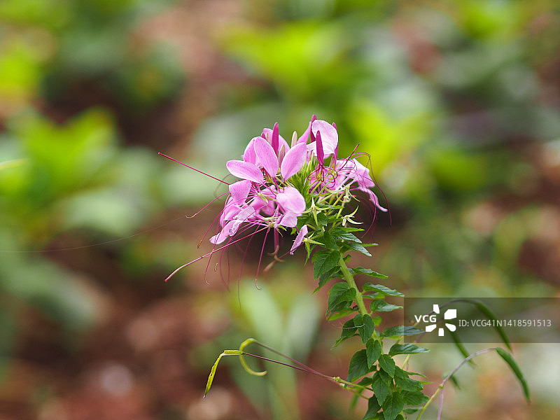白花菜，蜘蛛花，蜘蛛草，白花菜属的开花植物，白花菜科，花园背景中的白色花朵图片素材