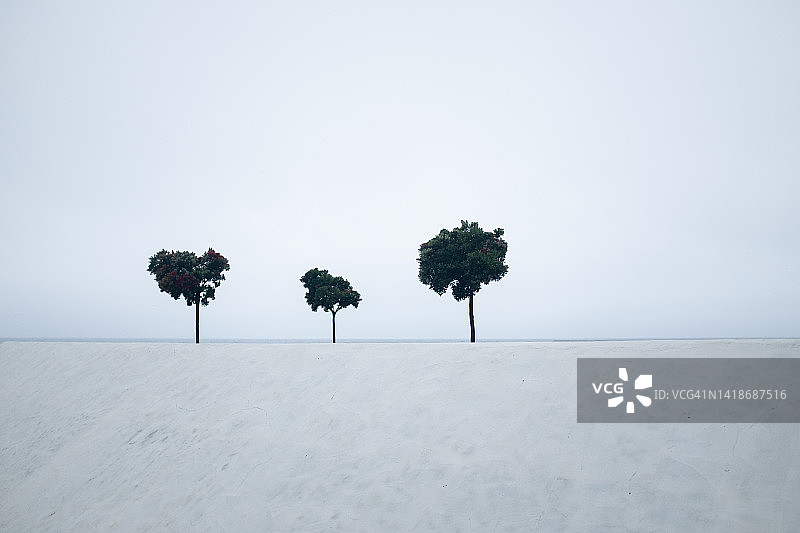 白色天空背景下的三棵树图片素材