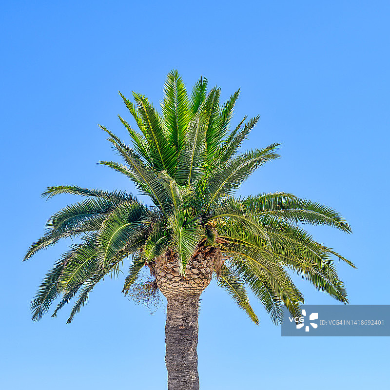 棕榈树图片素材