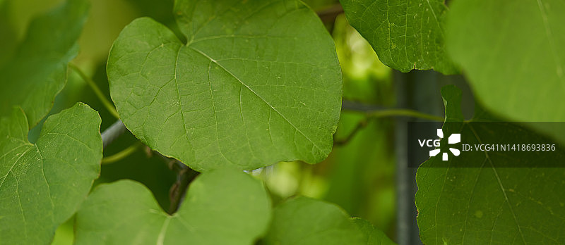 马兜铃图片素材