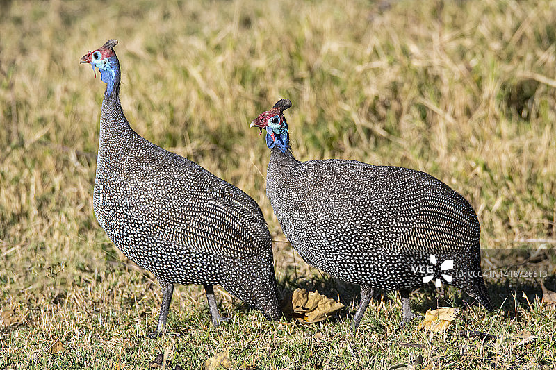 戴盔珠鸡（Numida meleagris），博茨瓦纳奥卡万戈三角洲图片素材