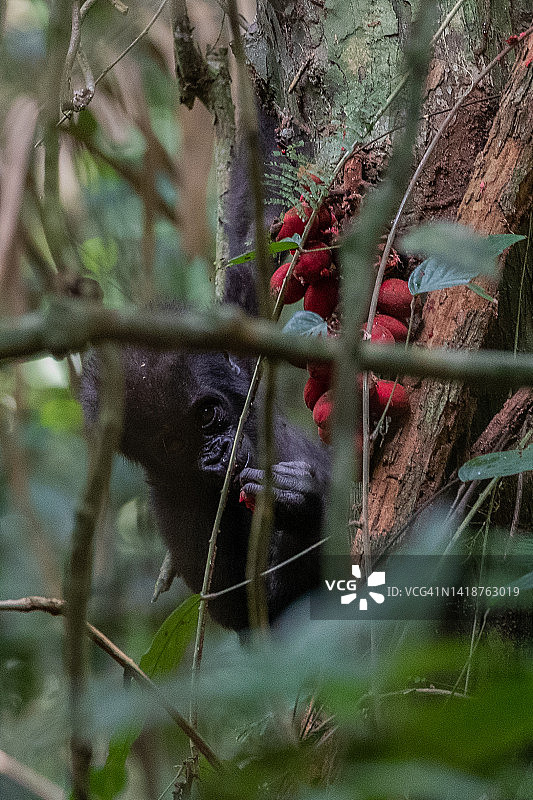西部低地小猩猩图片素材