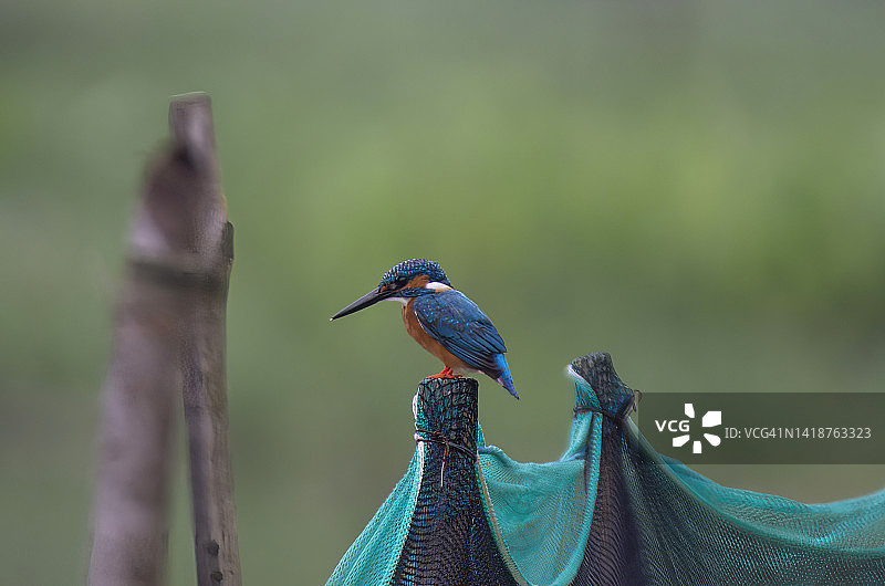 普通翠鸟图片素材