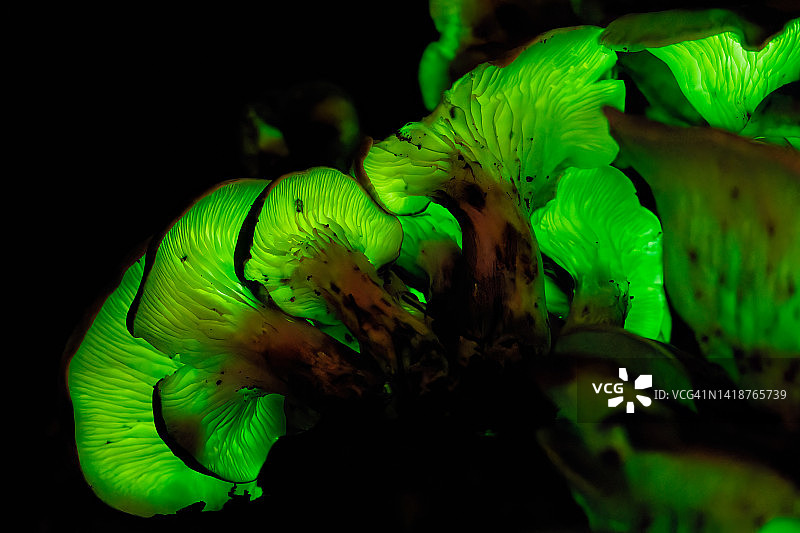 荧光小菇，又名鬼蘑菇图片素材