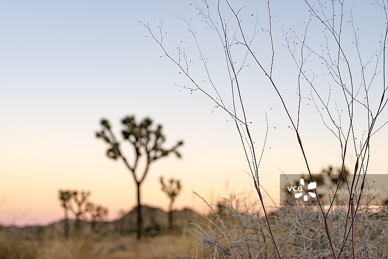 日落下的约书亚树图片素材