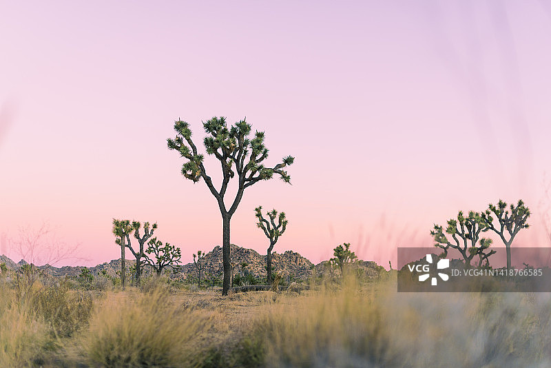 日落下的约书亚树图片素材