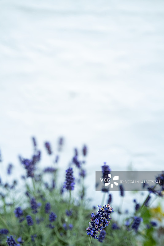 白色背景上盛开的薰衣草图片素材