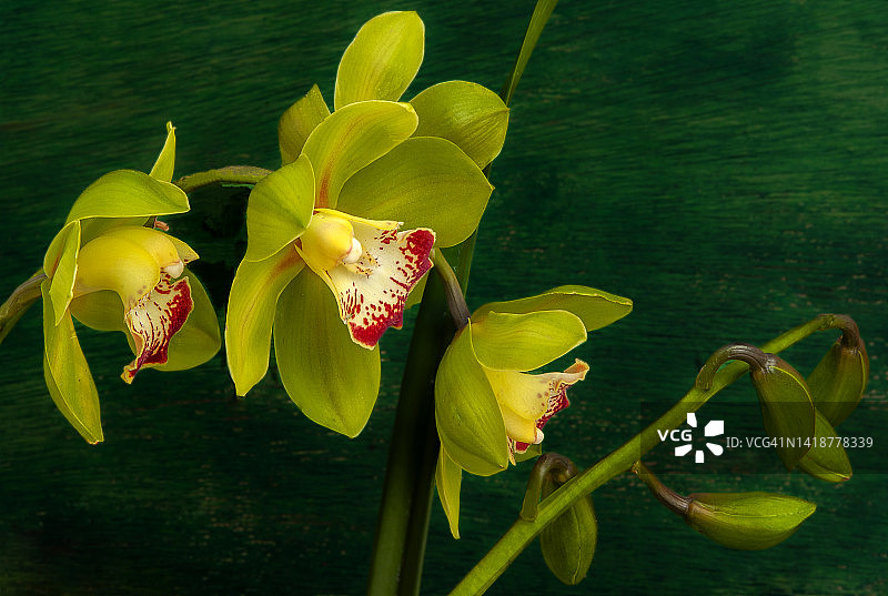 精美绿色兰花合集图片素材