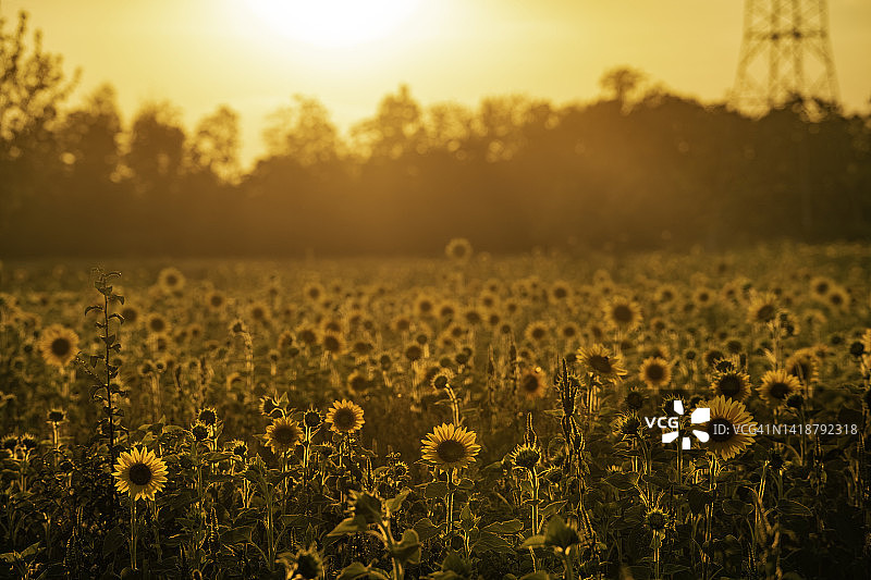 有机可持续食品生产向日葵田图片素材