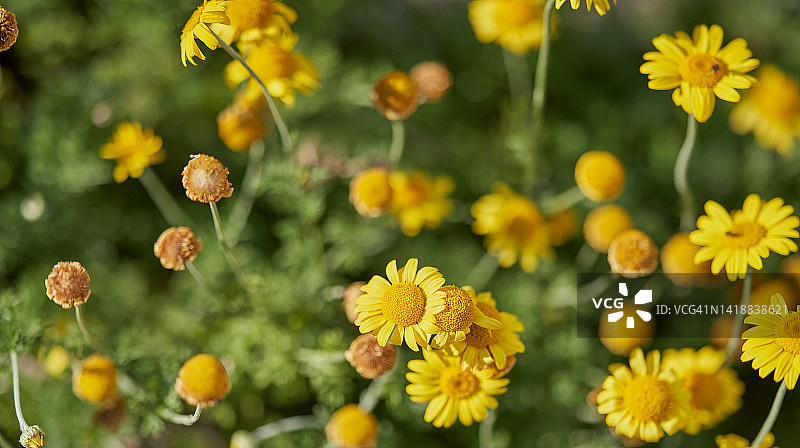 染料木图片素材