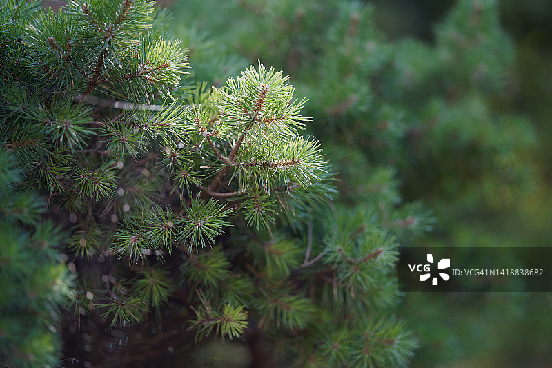 沼泽松图片素材