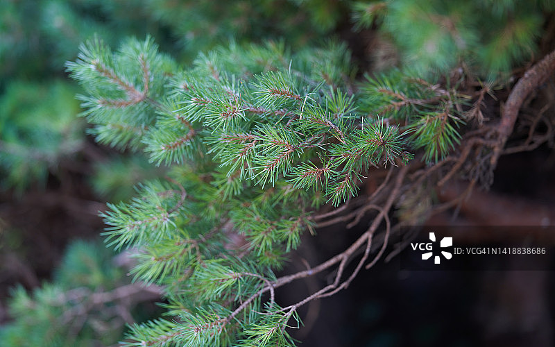 矮山松图片素材