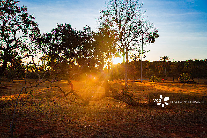 塞拉多树，巴西利亚联邦区，巴西图片素材