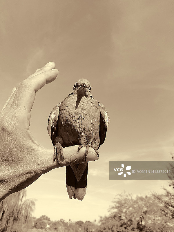 圣灵与鸽子图片素材