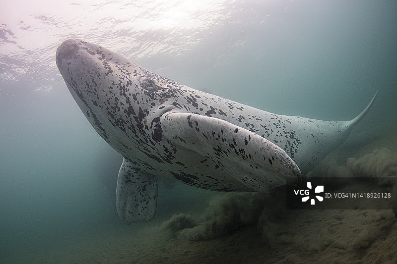 在海床上游泳的白色露脊鲸幼崽图片素材
