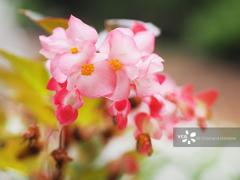 粉色秋海棠花图片素材