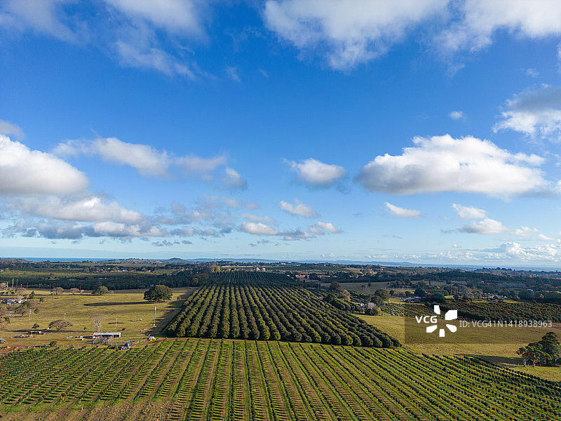 新南威尔士北部的澳洲坚果种植园图片素材