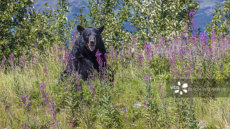 火绒草丛中的黑熊图片素材