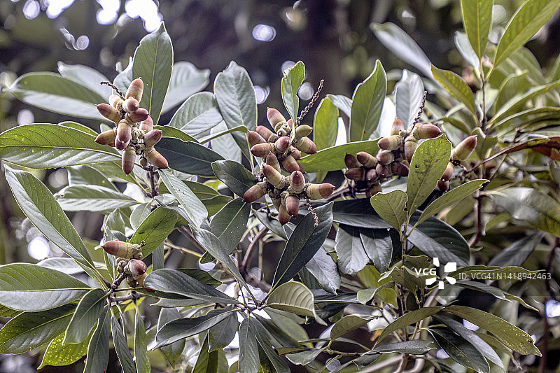 日本石栎树图片素材