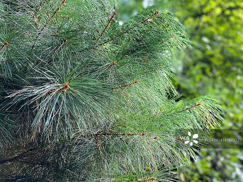 东方白松树图片素材