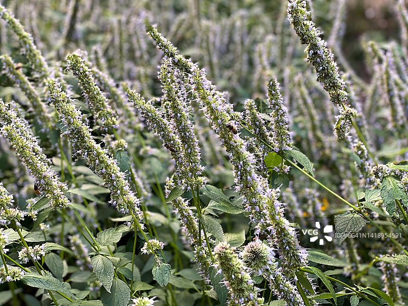 藿香或蓝色财富植物图片素材