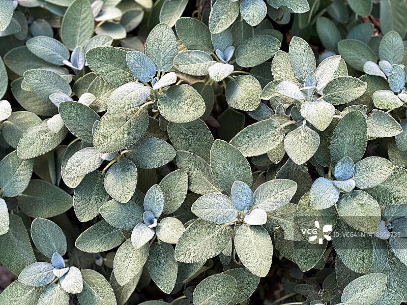 花园鼠尾草地图片素材
