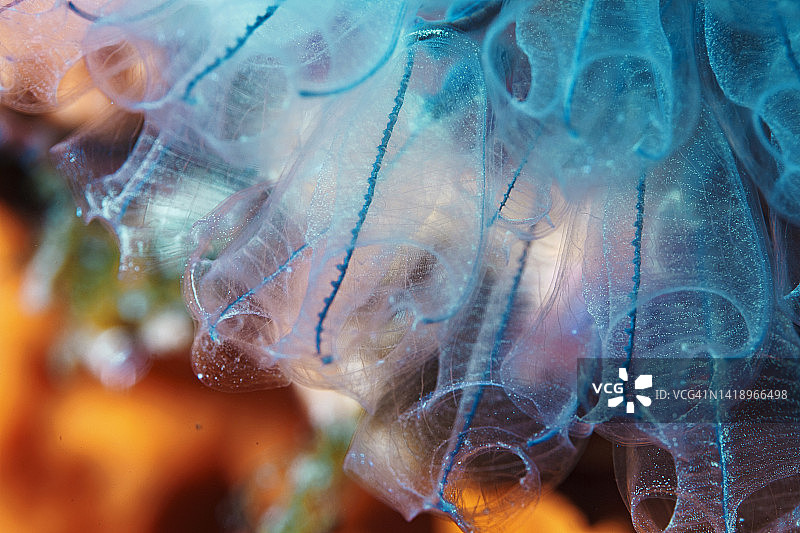 玻璃海绵，潜水员视角的海洋生物樽海鞘和橙色海绵图片素材