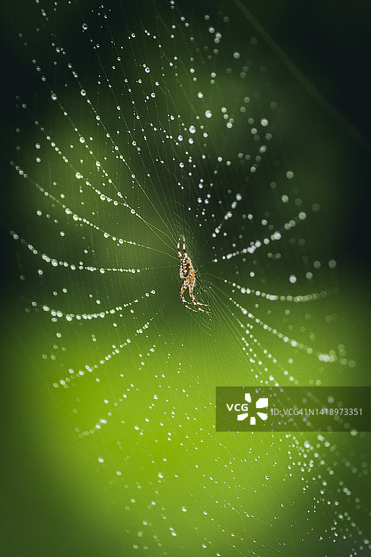 带水滴的蜘蛛网图片素材