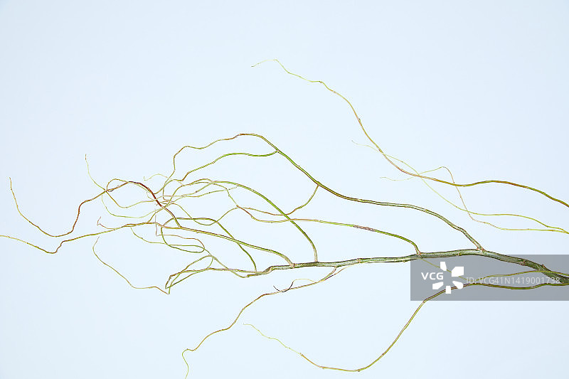 虚线轮廓植物花卉静物图片素材