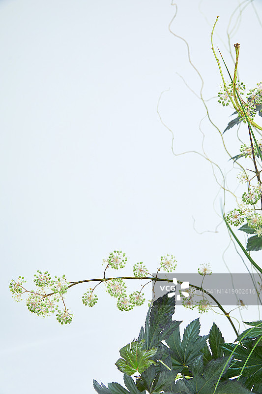 虚线轮廓植物花卉静物图片素材