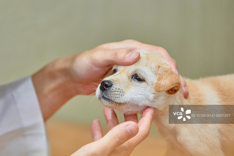 动物医院小狗宠物医疗保险体检诊所图片素材