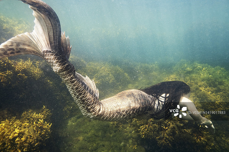 海里的美人鱼图片素材