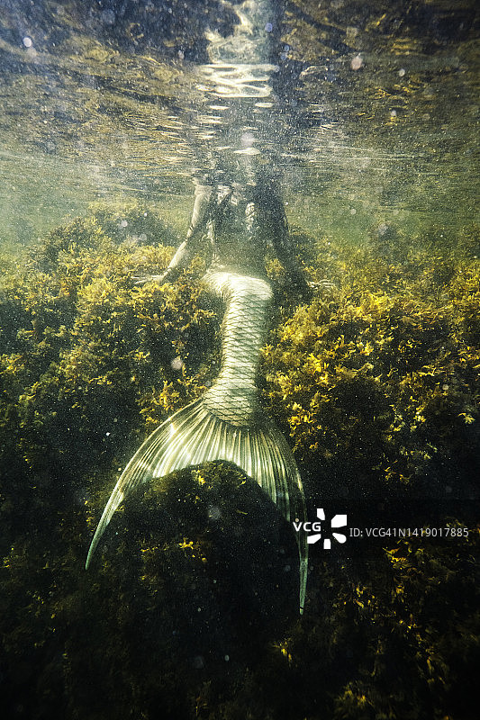 海的美人鱼传说图片素材