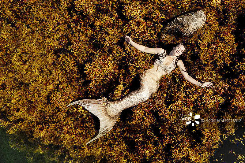 美人鱼卧于海草之中图片素材