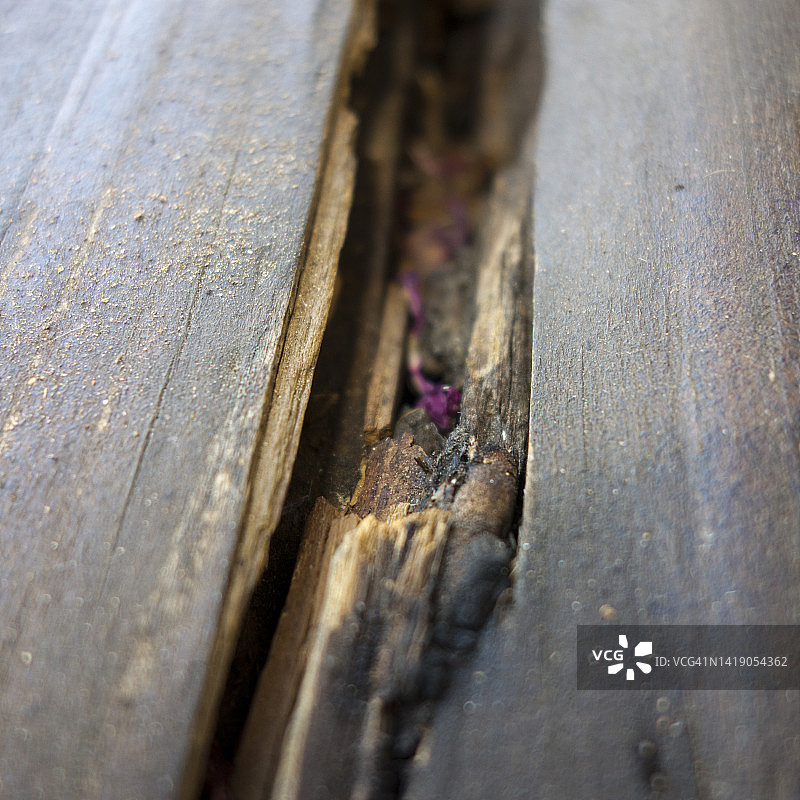 木腐菌图片素材